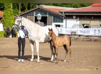 Trakehner, Yegua, Potro (04/2026), Musgo