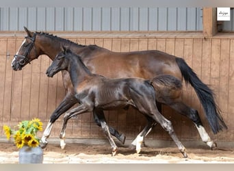 Trakehner, Yegua, Potro (05/2023), Negro