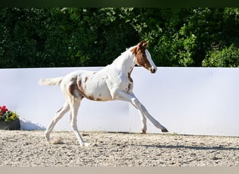 Trakehner, Yegua, Potro (02/2026), Pío