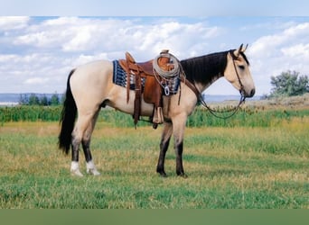 Trekpaard, Hengst, 2 Jaar, 180 cm, Buckskin