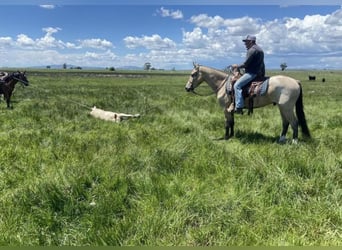 Trekpaard, Hengst, 2 Jaar, 180 cm, Buckskin