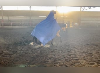 Trekpaard, Hengst, 2 Jaar, 180 cm, Buckskin