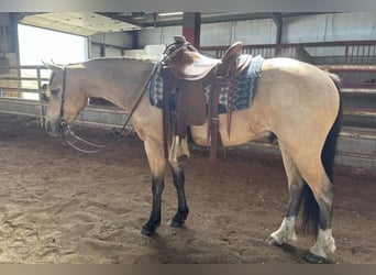 Trekpaard, Hengst, 2 Jaar, 180 cm, Buckskin