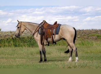 Trekpaard, Hengst, 2 Jaar, 180 cm, Buckskin