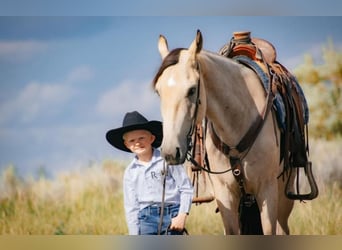 Trekpaard, Hengst, 2 Jaar, 180 cm, Buckskin