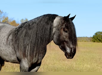 Trekpaard Mix, Hengst, 4 Jaar, 165 cm, Roan-Blue