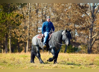 Trekpaard Mix, Hengst, 5 Jaar, 165 cm, Roan-Blue