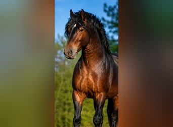 Trekpaard, Hengst, 5 Jaar, 175 cm, Donkerbruin