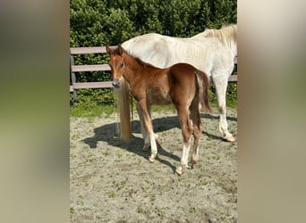 Trekpaard, Hengst, veulen (04/2024), Donkere-vos