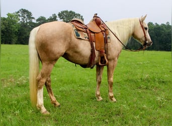 Trekpaard, Merrie, 10 Jaar, 155 cm, Palomino