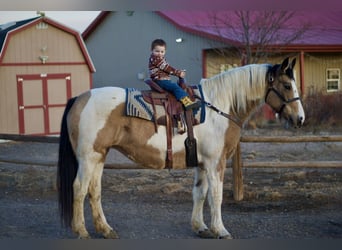 Trekpaard Mix, Merrie, 10 Jaar, 165 cm, Gevlekt-paard
