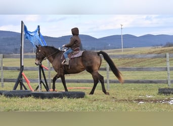 Trekpaard Mix, Merrie, 11 Jaar, 160 cm, Roodbruin