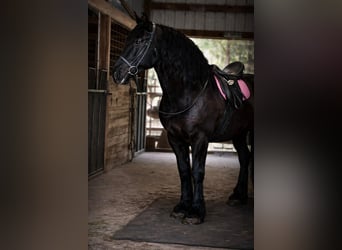 Trekpaard, Merrie, 12 Jaar, 165 cm, Zwart