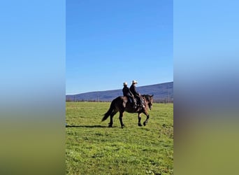 Trekpaard Mix, Merrie, 13 Jaar, 155 cm, Donkerbruin
