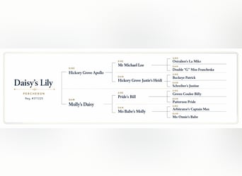 Trekpaard, Merrie, 13 Jaar, 165 cm, Zwart