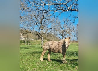 Trekpaard, Merrie, 16 Jaar, 169 cm, Vos