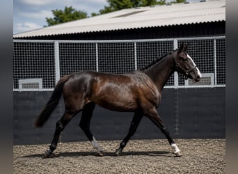Trekpaard, Merrie, 2 Jaar, 167 cm, Zwart