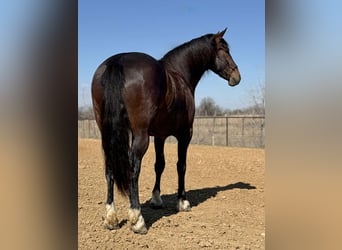 Trekpaard, Merrie, 3 Jaar, 173 cm, Roodbruin