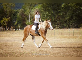 Trekpaard Mix, Merrie, 3 Jaar, 173 cm, Roodvos