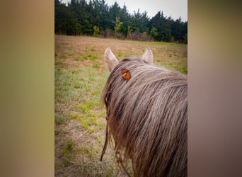 Trekpaard, Merrie, 3 Jaar, Schimmel