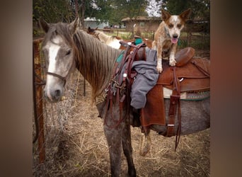 Trekpaard, Merrie, 3 Jaar, Schimmel