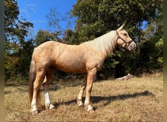 Trekpaard, Merrie, 4 Jaar, 142 cm, Palomino