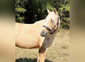 Trekpaard, Merrie, 4 Jaar, 142 cm, Palomino