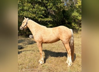 Trekpaard, Merrie, 4 Jaar, 142 cm, Palomino