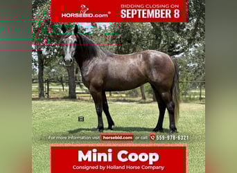 Trekpaard Mix, Merrie, 4 Jaar, 150 cm, Schimmel