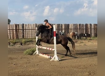 Trekpaard Mix, Merrie, 4 Jaar, 150 cm, Schimmel