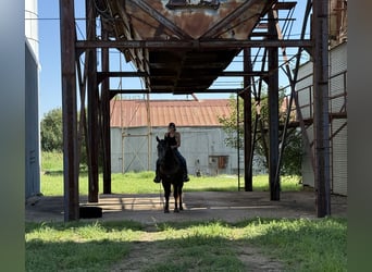 Trekpaard Mix, Merrie, 4 Jaar, 150 cm, Schimmel