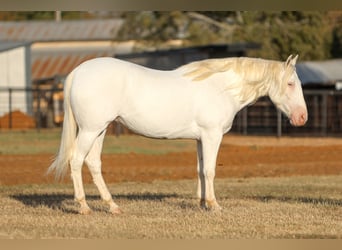 Trekpaard Mix, Merrie, 4 Jaar, 150 cm, Wit