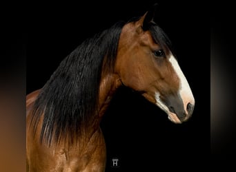 Trekpaard, Merrie, 4 Jaar, 152 cm, Roodbruin