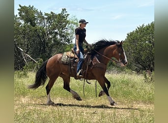 Trekpaard, Merrie, 4 Jaar, 152 cm, Roodbruin