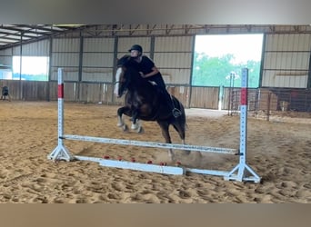 Trekpaard, Merrie, 4 Jaar, 152 cm, Roodbruin