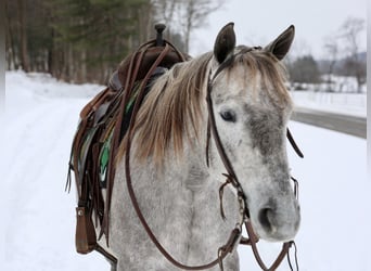 Trekpaard Mix, Merrie, 4 Jaar, 152 cm, Schimmel