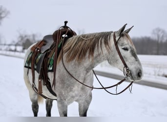 Trekpaard Mix, Merrie, 4 Jaar, 152 cm, Schimmel