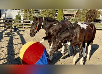 Trekpaard Mix, Merrie, 4 Jaar, 155 cm, Gevlekt-paard