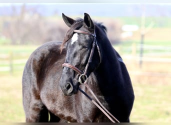 Trekpaard Mix, Merrie, 4 Jaar, 155 cm, Gevlekt-paard