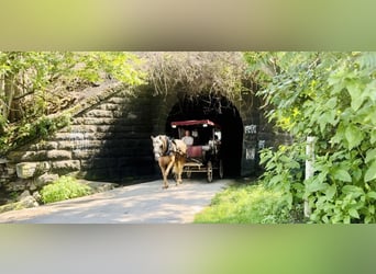 Trekpaard, Merrie, 4 Jaar, 155 cm, Palomino