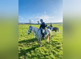 Trekpaard, Merrie, 4 Jaar, 160 cm, Appelschimmel