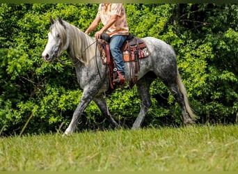Trekpaard Mix, Merrie, 4 Jaar, 163 cm, Appelschimmel
