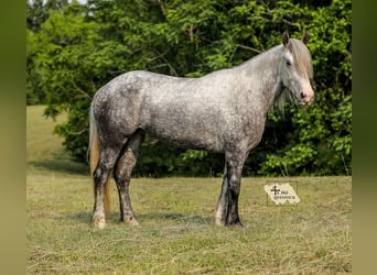 Trekpaard Mix, Merrie, 4 Jaar, 163 cm, Appelschimmel