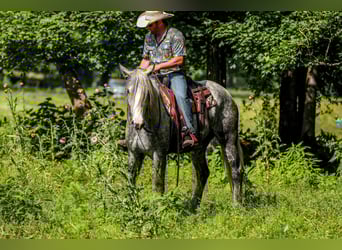 Trekpaard Mix, Merrie, 4 Jaar, 163 cm, Appelschimmel