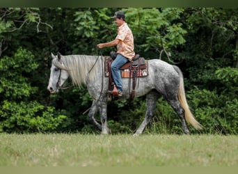 Trekpaard Mix, Merrie, 4 Jaar, 163 cm, Appelschimmel