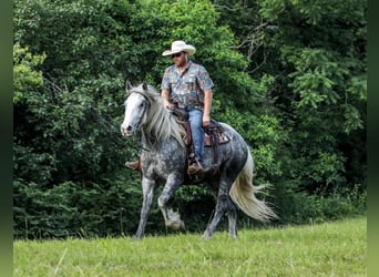 Trekpaard Mix, Merrie, 4 Jaar, 163 cm, Appelschimmel