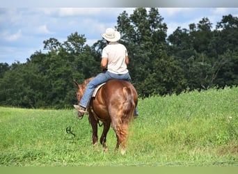 Trekpaard Mix, Merrie, 4 Jaar, 163 cm, Donkere-vos