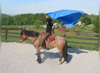 Trekpaard Mix, Merrie, 4 Jaar, Roan-Red