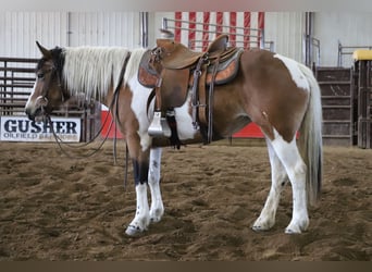 Trekpaard Mix, Merrie, 5 Jaar, 145 cm, Gevlekt-paard