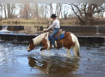 Trekpaard Mix, Merrie, 5 Jaar, 145 cm, Gevlekt-paard
